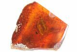 mm Fossil Caddisfly (Trichopterae) In Baltic Amber #73345-2